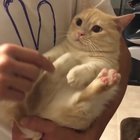 Tail slap