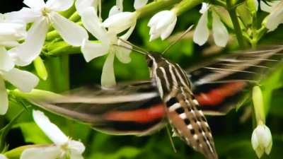 ? Filmed this White-Lined Sphinx Moth this past week in Colorado. It's often confused for a hummingbird.