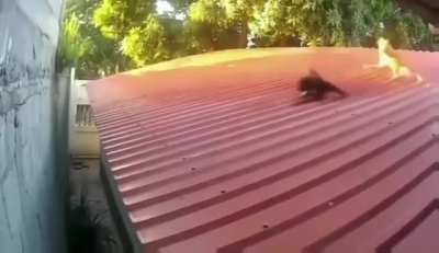 surprise madafaka