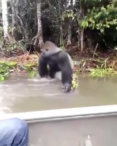 ? Silverback gorilla looking around to make sure no ones watching before he splashes some wildlife photographers ?