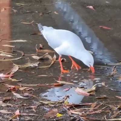? Seagull tapdances for worms