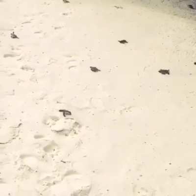 ? Baby sea turtles heading towards the ocean ?