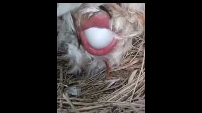 chicken