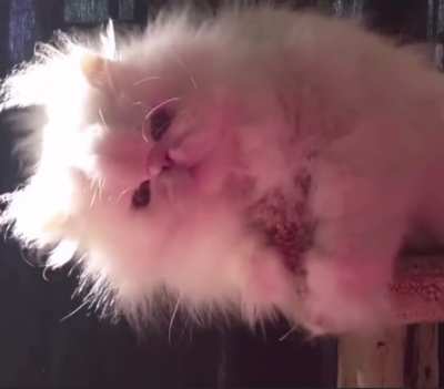 Energetic cloud poses as cat ?