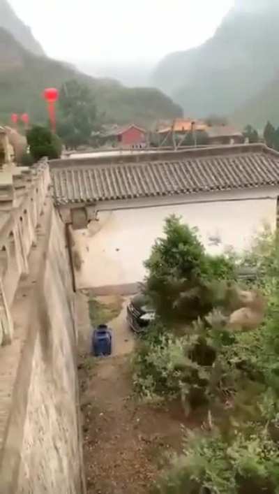 ?? This monkey in China has learned that rocking the tree-top produces a 'slingshot effect' that launches him to a wall he would otherwise be unable to reach.