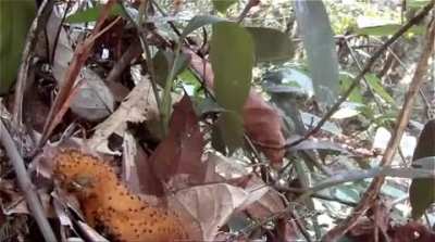 This baby bird instinctively mimics a poisonous caterpillar when it senses a predator nearby