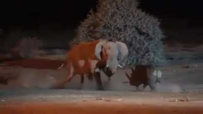 Elephant and a Rhino fighting.