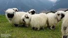 ? Valais Blacknose sheep look like magical faceless creatures from a fantasy novel