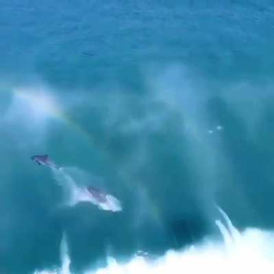 ? Dolphins surfing waves