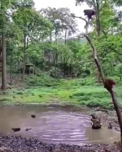? Monkeys in jungle diving
