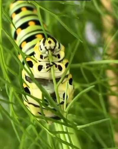 ? This caterpillar is very thorough when eating