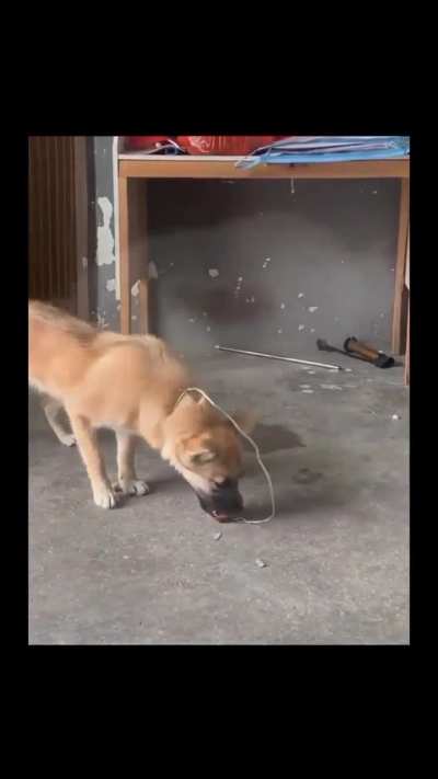 Dog - thought humans are smart
