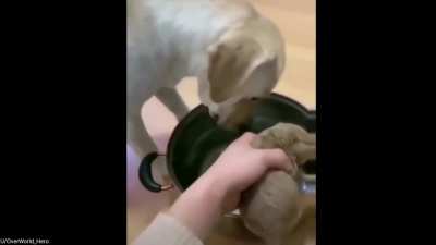This good boi wasn’t going to let the human make puppy stew!