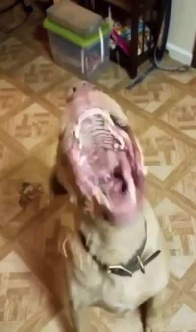 This video is grate
