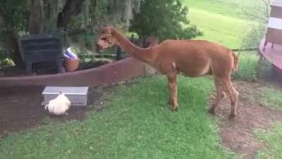 The chicken has figured out how her feeder works Now closes it in time so the alpacas don't eat all the food.