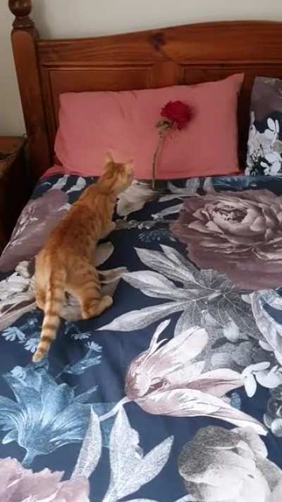 Not a fan of roses