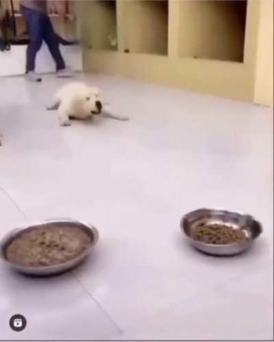 Dog went crazy??
