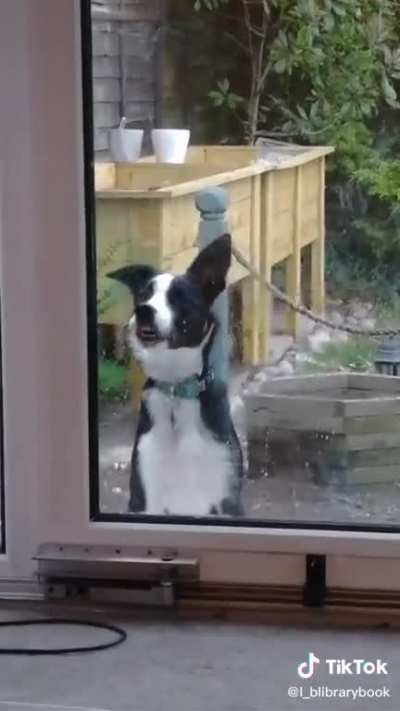 When you want clean windows but your dog has other ideas