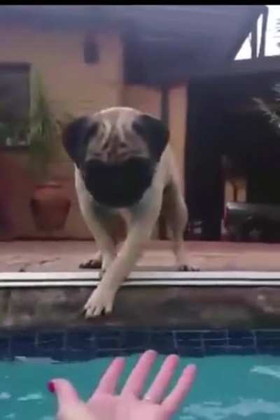 Monkey shoves doggo in the pool ? ?