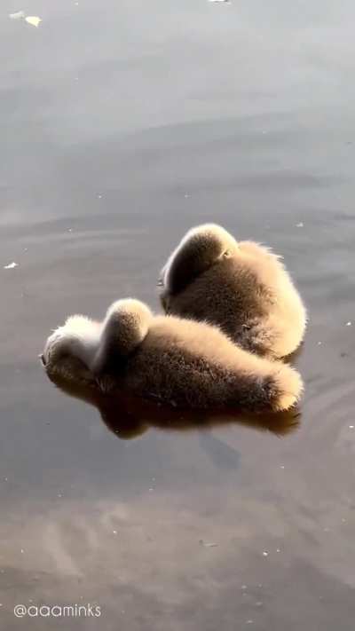 ? Baby Swans sleeping