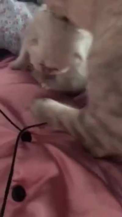 A mother cat bringing her kittens to her owner's bed as a sign of trust