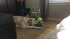 Every time he squeaks this toy he howls like this. Until he noticed me recording him, that is…