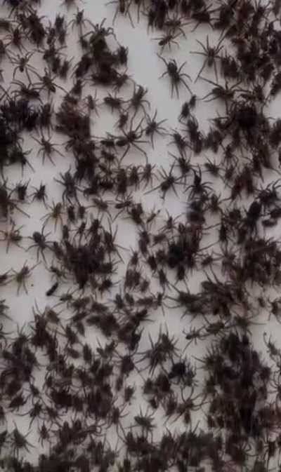 Amount of spiders in this backyard due to flooding in Australia