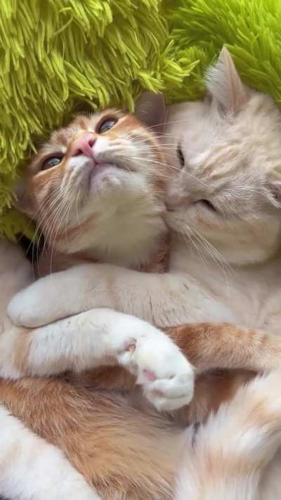 Her: Would you still love me if I were a human?? Him: yes??‍❤️‍?‍??