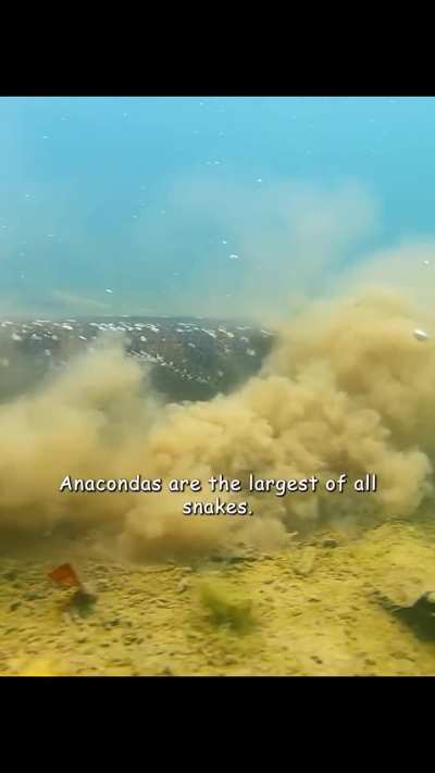 ? Did you know there are fish that jump out of water to eat fruit?! They are called Piraputanga.