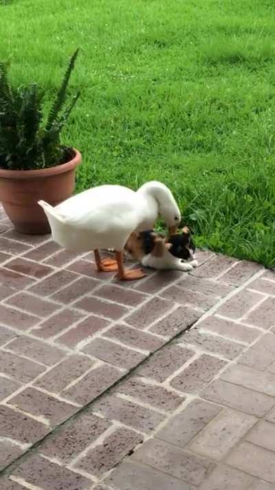 All of my pets are entertaining weirdos ?