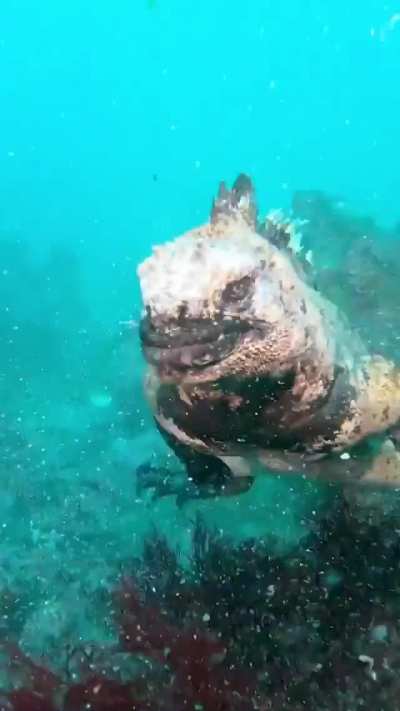 ? Not sure if swimming Iguana or young Godzilla.