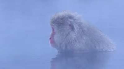 ? Zen Monkeys in Hot Springs, Japan.