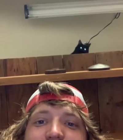 Cat love