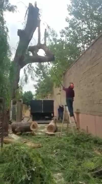 Timber!