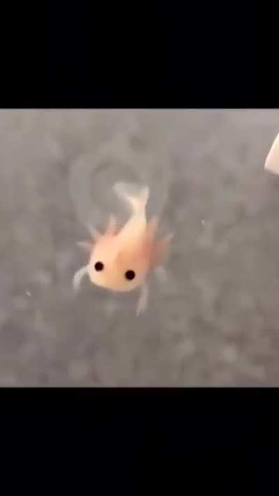 ? Baby axolotl swimming