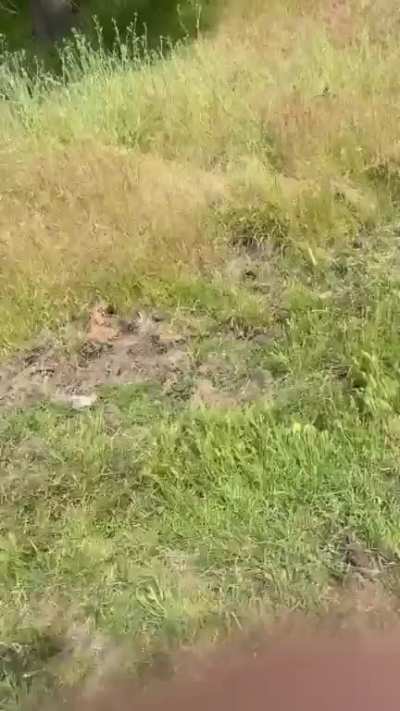 To pass these cows on our hike in CA. [OC] Moments before, "Yes, I'm sure this is safe; I grew up with cows in Sweden." (Sound on.)