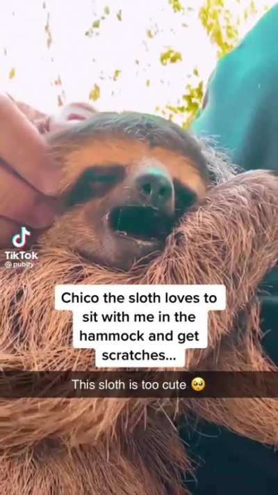 Sloth Squeak?