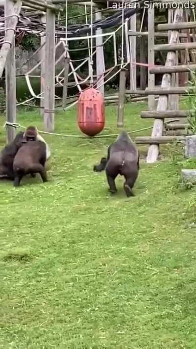 Female gorillas at Twycross Zoo in Britain fought and one baby fell down. One male rushed and carried him, then hugged him away from them so that he would not be hurt, then he came back and started shouting at them to stop fighting.