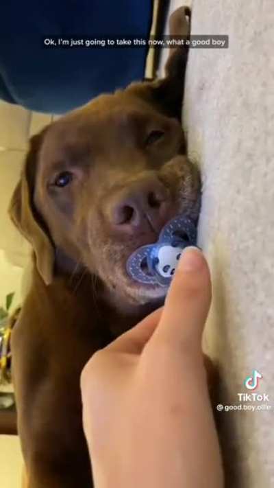 A dog and his binkie