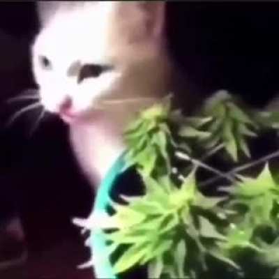 Cat tried some leaves