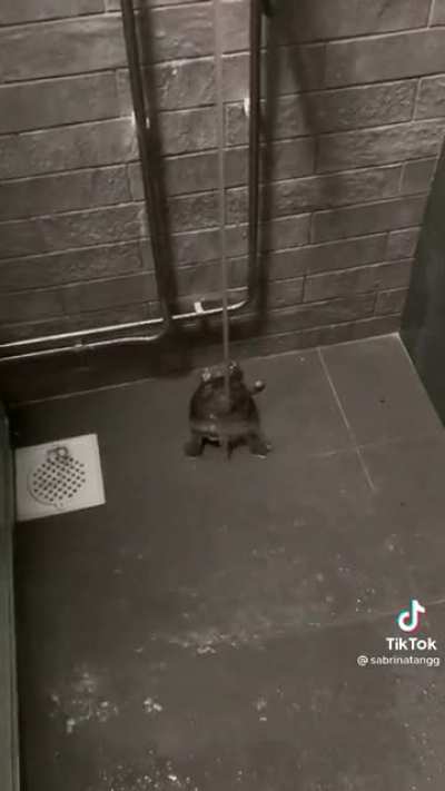 He do be dancin