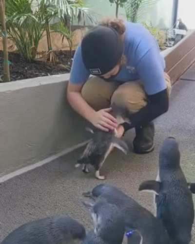 ? A cute little penguin runs into the arms.