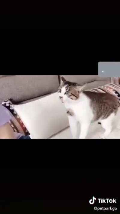 Karen versus Kitty