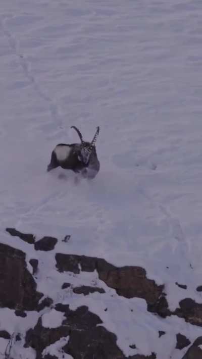 ? A female Snow Leopard tries to take down a large male Himalayan Ibex - Kibber, India