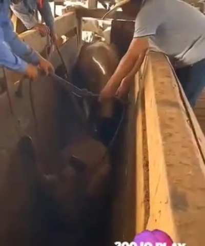 the way this cow helps another cow get off its back