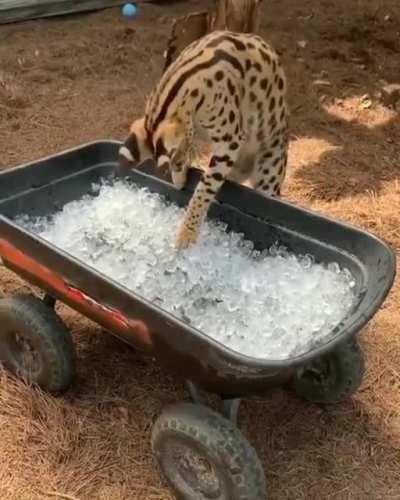 African serval confused by ice