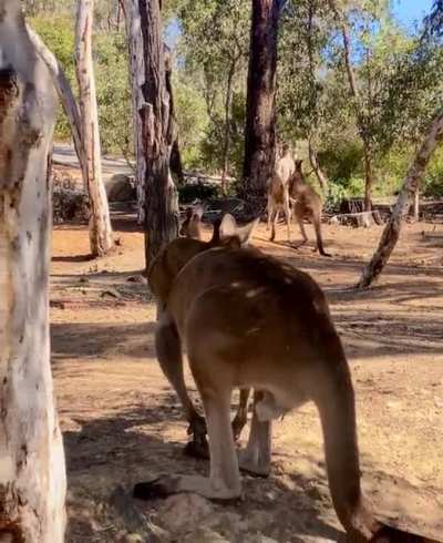 Meanwhile in Australia today… ??