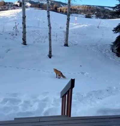 ? Furry Ninjas: Nature's Masters of Stealth and Precision