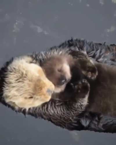 ? Otter and her baby