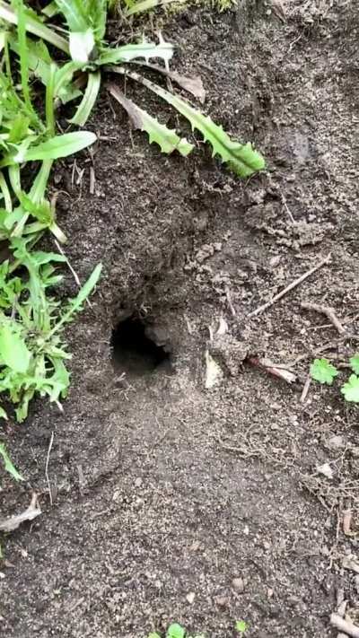 ? Bumblebee takes a tumble back into their tunnel ?